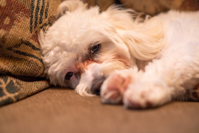 maltese poodle puppy sad laying on couch with tear stains