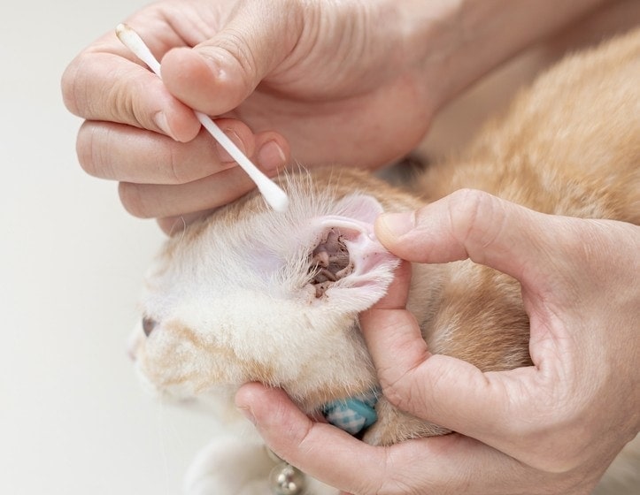 man treating cats ear mites
