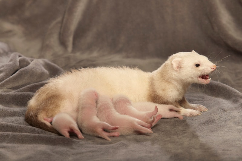 mother ferret and her babies