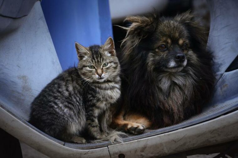 munchkin cat sitting next to a dog