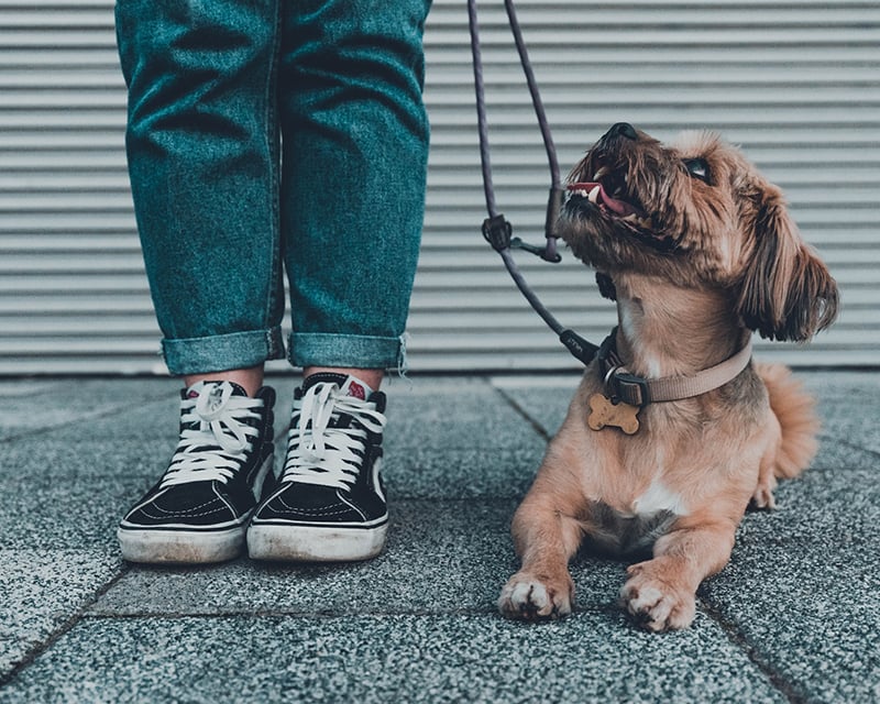 old dog with leash resting on the floor beside its owner