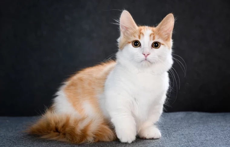 orange and white tabby munchkin kitten