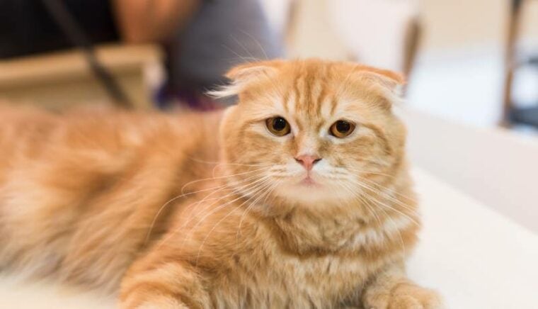 orange scottish fold cat in selective focus