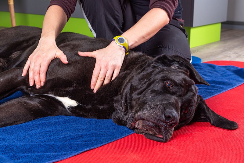 person massaging a black dog