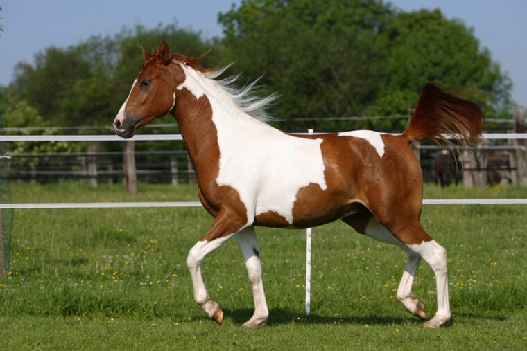 Pinto Horse Info, Pictures, Temperament & Traits Pet Keen