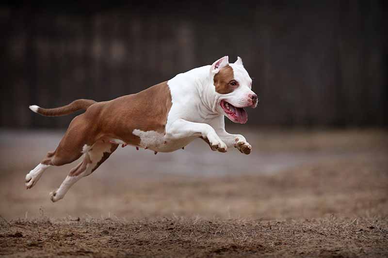 pitbull terrier running on the field