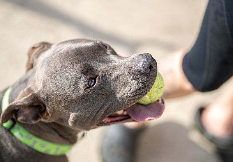 pitbull puppy has her tennis ball and waits to play fetch with you