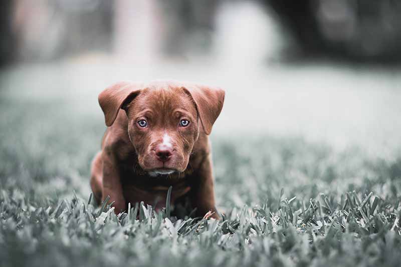 pitbull terrier puppy sitting on grass
