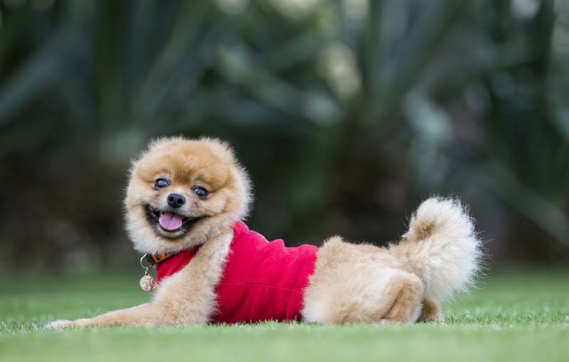 pomeranian dog wearing a red shirt