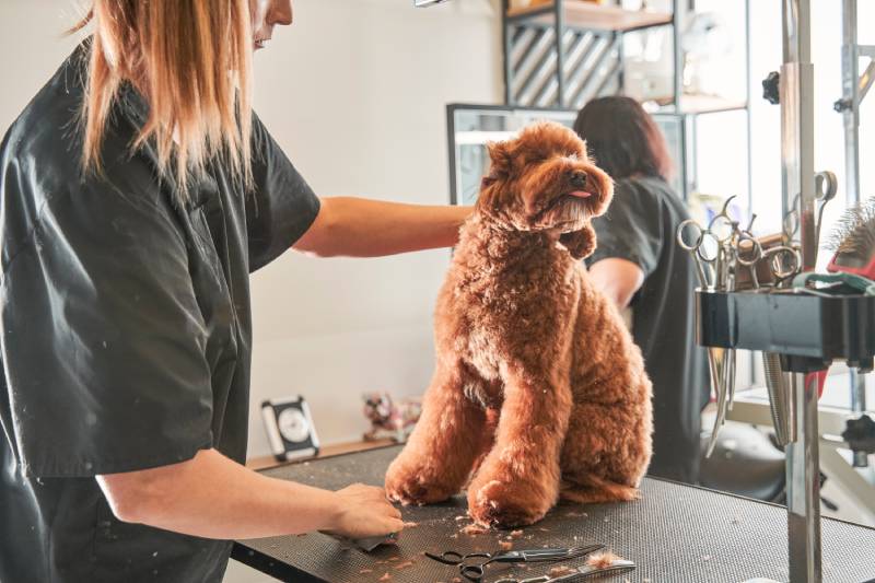 professional grooming an apricot dog labradoodle in hair salon for dogs