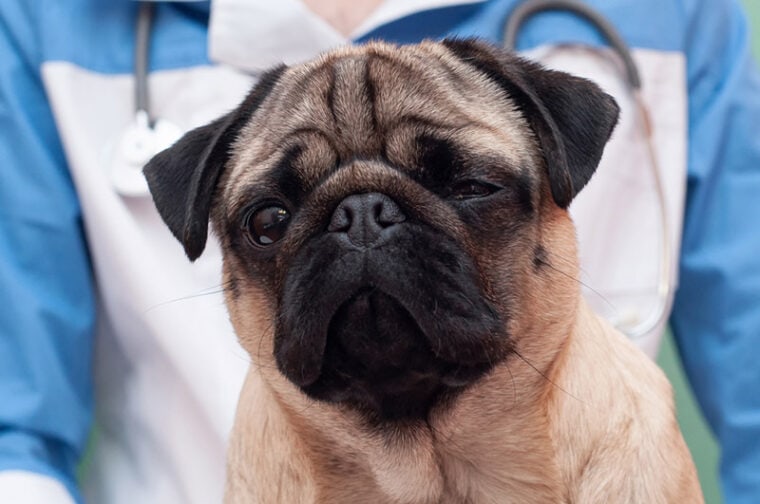 pug dog in veterinary clinic