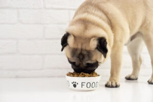 pug dog eating from feeding bowl