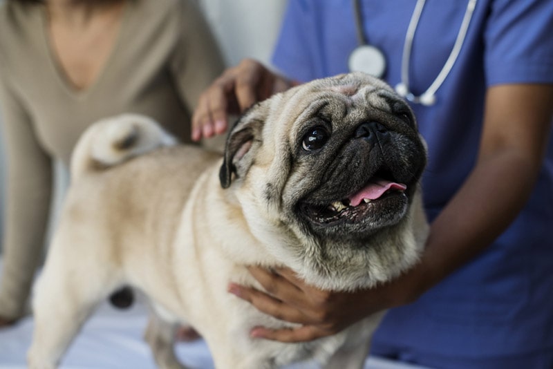 pug dog in a veterinary clinic