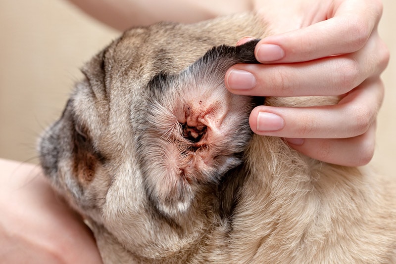 pug dog's ear affected by an ear mite