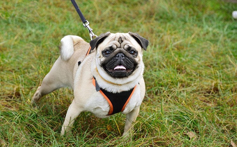 pug on a leash walking on grass