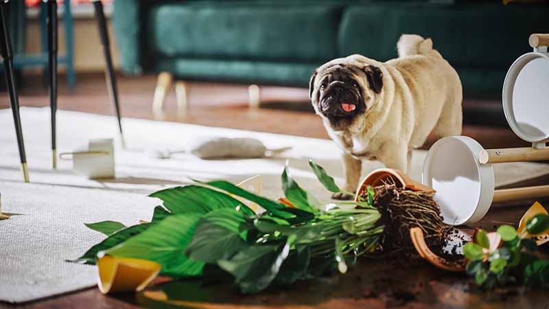 pug overturns potted plant