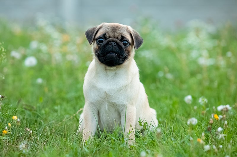 pug puppy playing in nature
