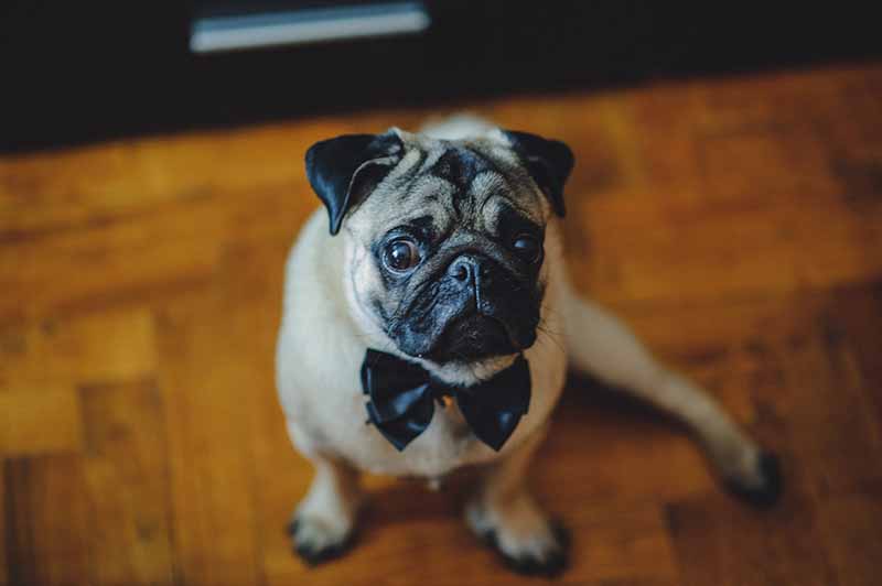 pug with bow tie