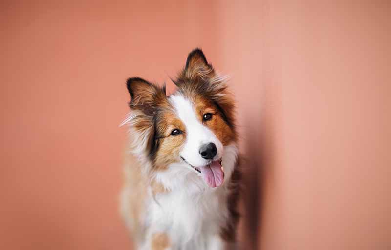 red border collie beside a wall