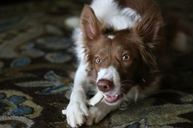 red border collie dog chewing on a bone