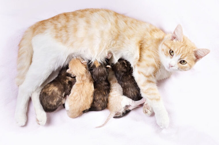 red cat with newborn kittens