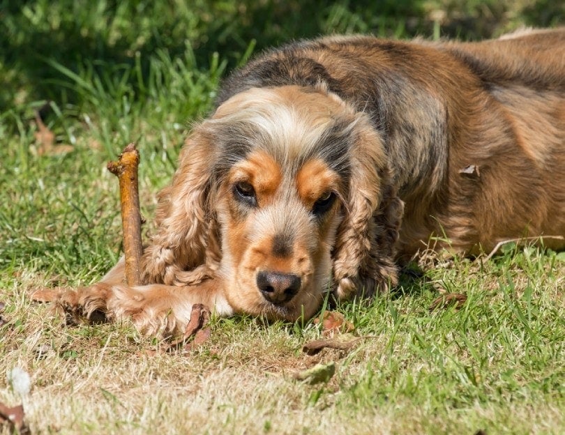 sable and tan cocker spaniel lying o the grass while holding a bone