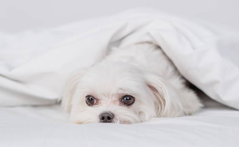sad Maltese puppy lying under white warm blanket on a bed at home