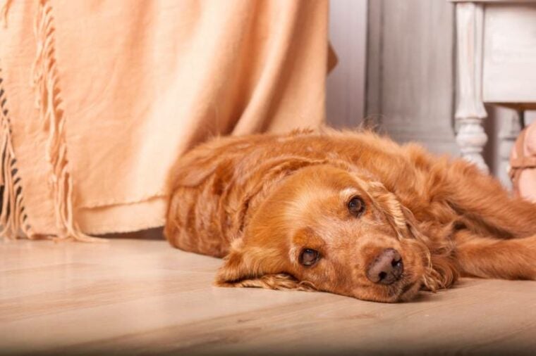 sad english cocker spaniel dog lying on the floor looking sad