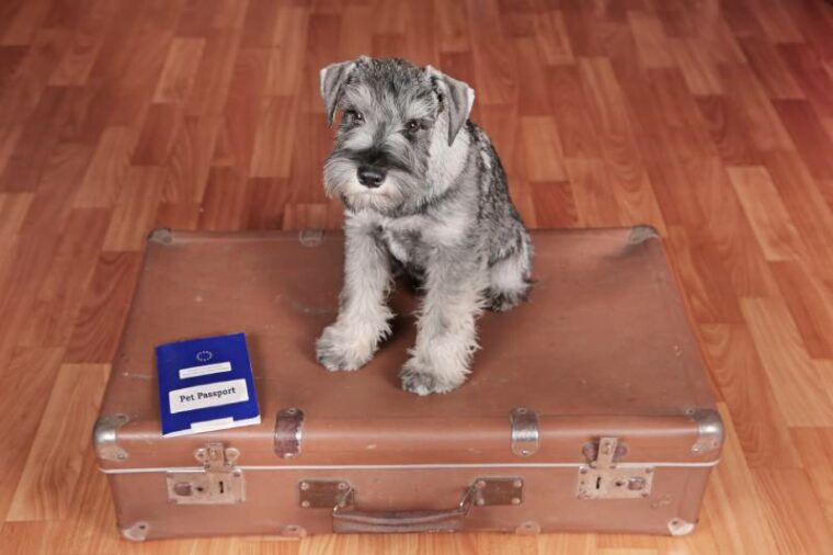 schnauzer puppy dog on a suitcase with pet passport is ready to a travel