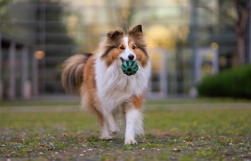 sheltie or shetland sheepdog running outdoors with a ball toy in its mouth