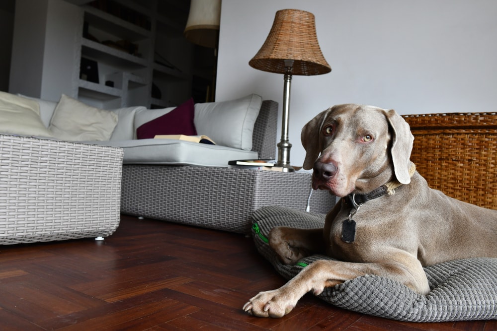weimaraner dog on its bed in the living room