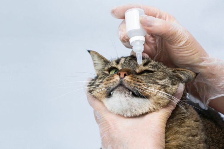 Veterinarian buries therapeutic drops in the cat's eyes