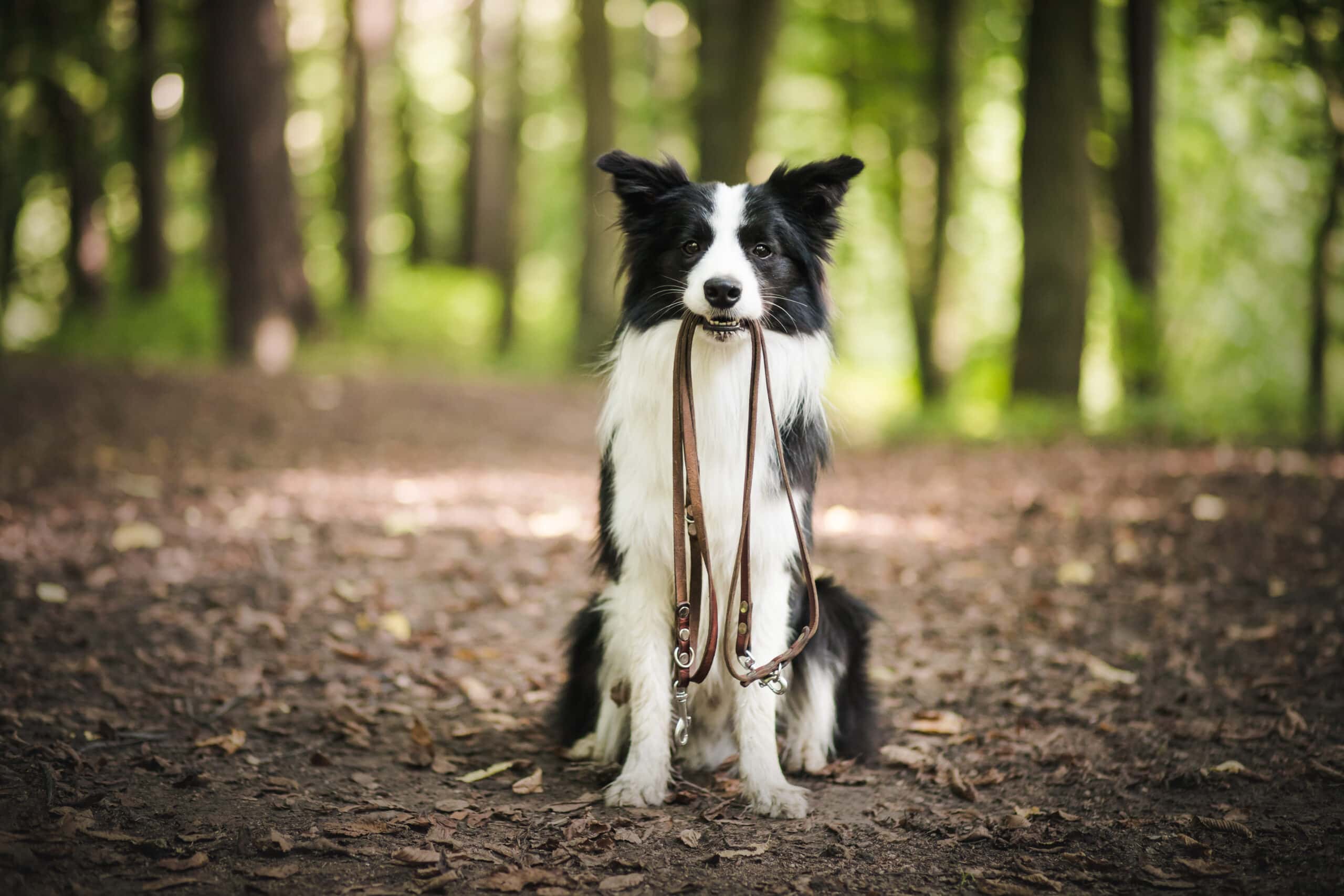 Border Collie standing with leash