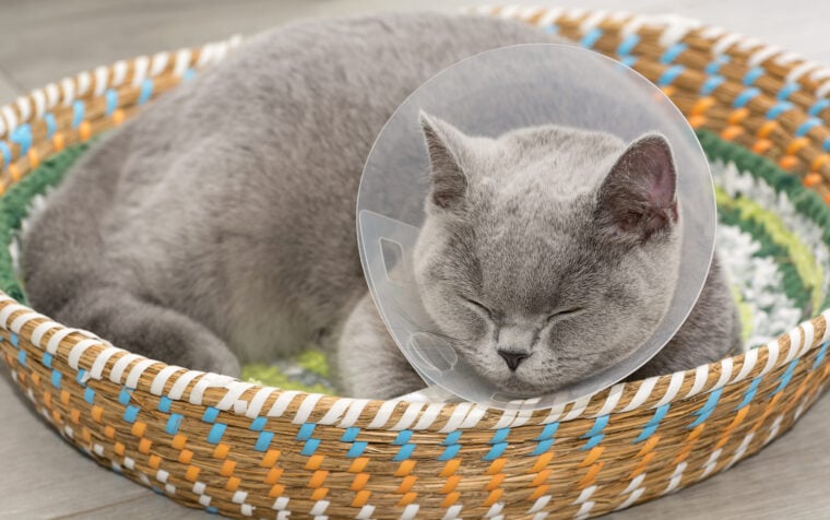 The domestic gray British Shorthair cat lies in the Protective Collar for After Surgery at home in a basket and sleeps.