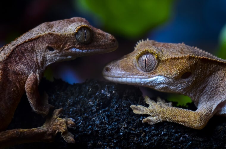 Crested Gecko Couple