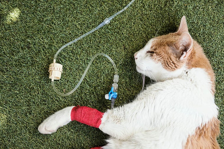 sick cat getting treatment for kidney failure