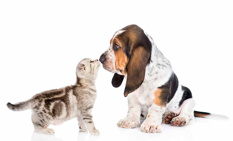 tabby kitten kissing basset hound puppy