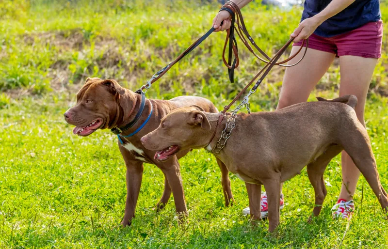 two leashed american pitbull dogs being pulled back by woman outdoors