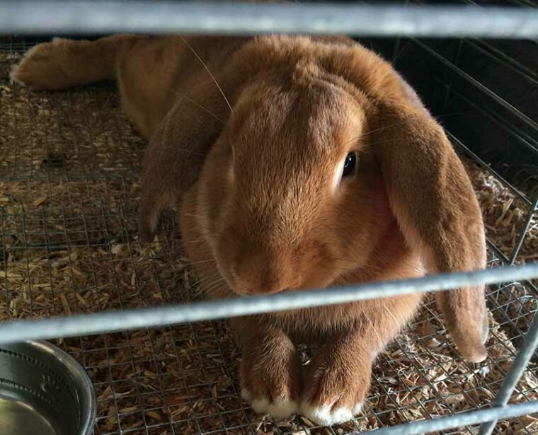 velveteen lop rabbit inside the cage