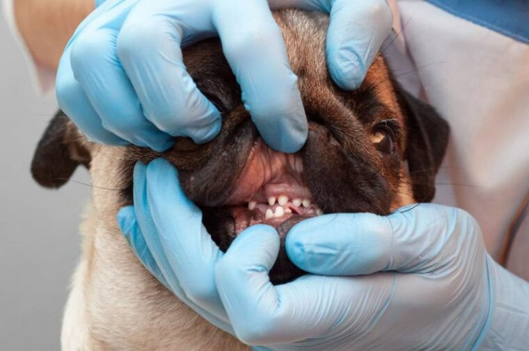 el veterinario examina los dientes de un perro pug