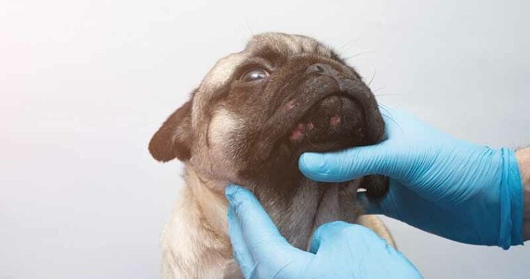 Veterinarian examining a dog for acne