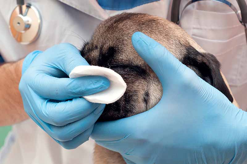 vet wiping pugs eyes