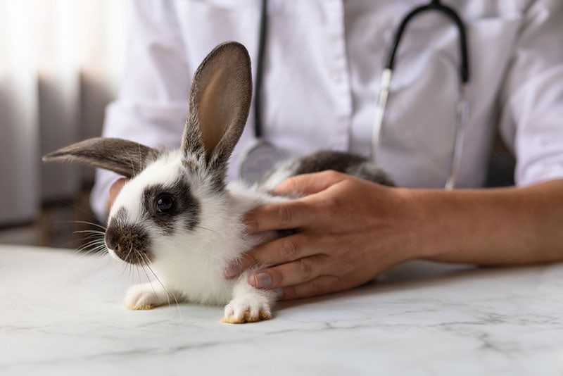 veterinarian doctor with small rabbit on hands on table in office