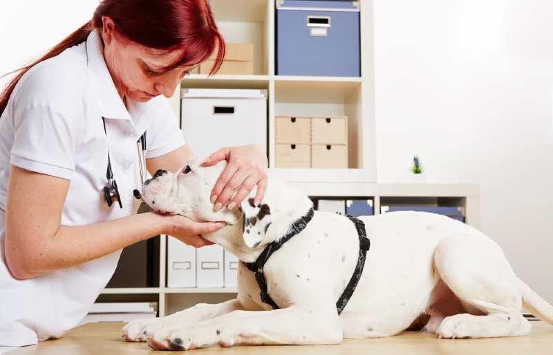 veterinarian examining a boxer dog at the clinic