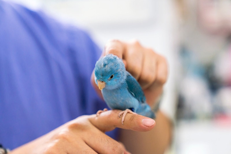 veterinarian is checking the health of a lovebird