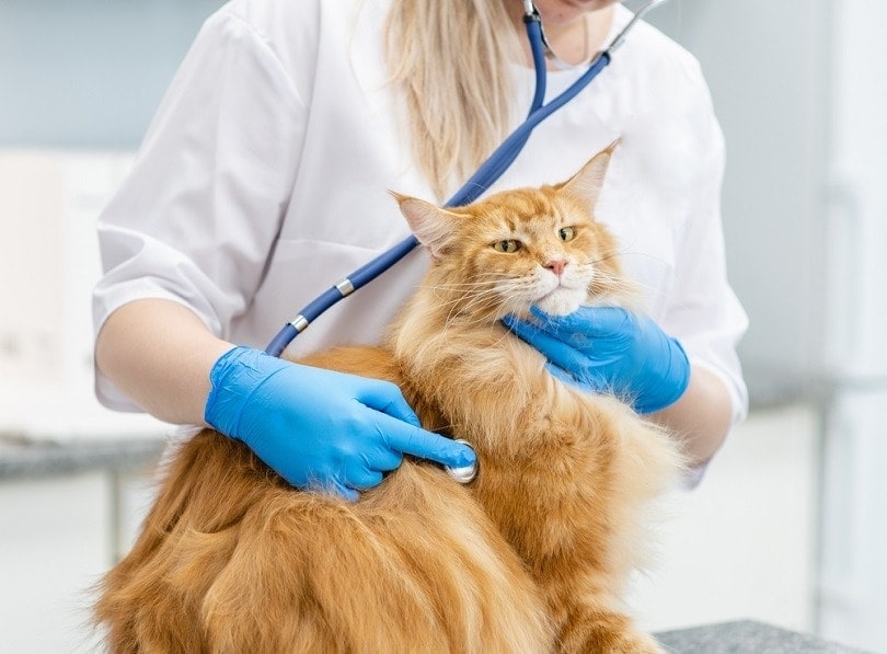 veterinarian is making a check up of a adult maine coon cat