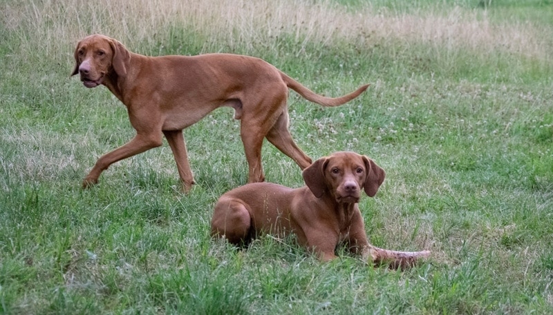 vizsla dogs playing in the grass