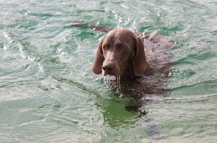 weimaraner dog swimming