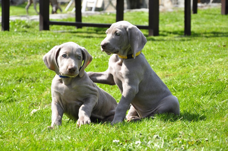 weimaraner puppies in the grass