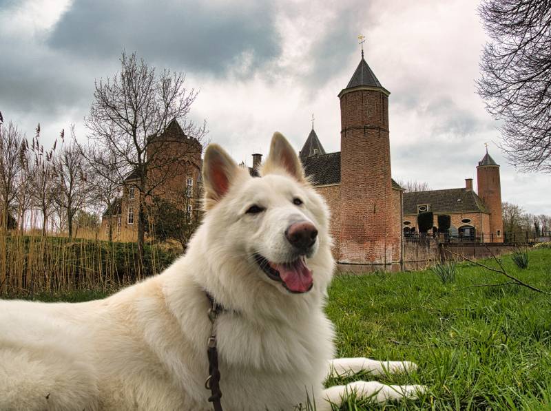white German Shepherd dog lies grinning and relaxed on a green meadow in front of a medieval castle in the background